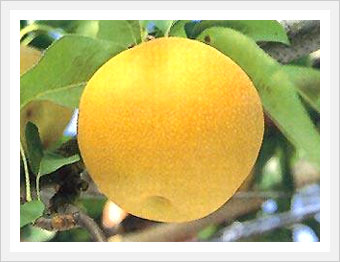 Jeongeup Pears